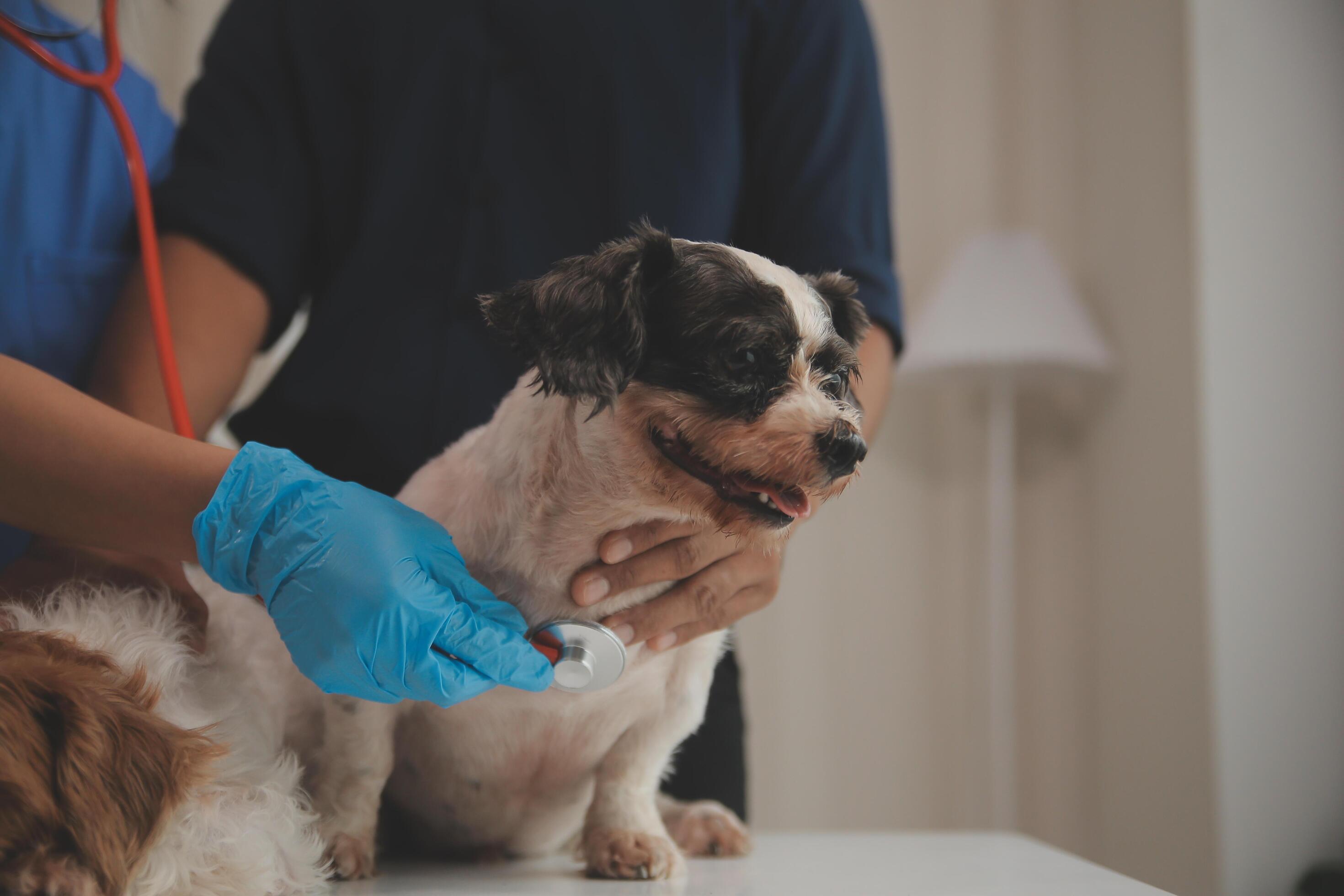 Perro pequeño en mesa de exploración veterinaria