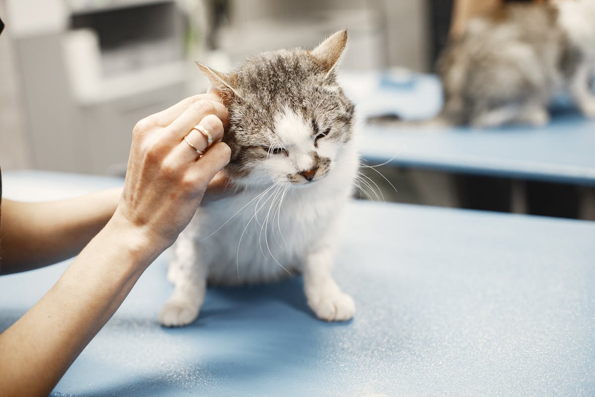 Gato en revision veterinaria