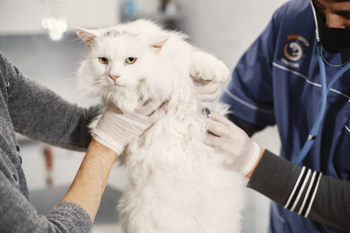 Veterinaria atendiendo a un gato en consulta