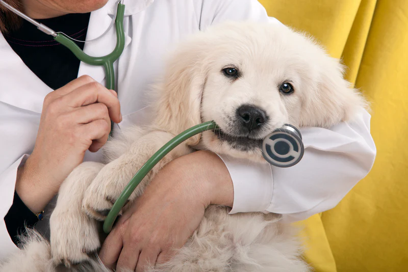 Veterinaria atendiendo a un cachorro en consulta