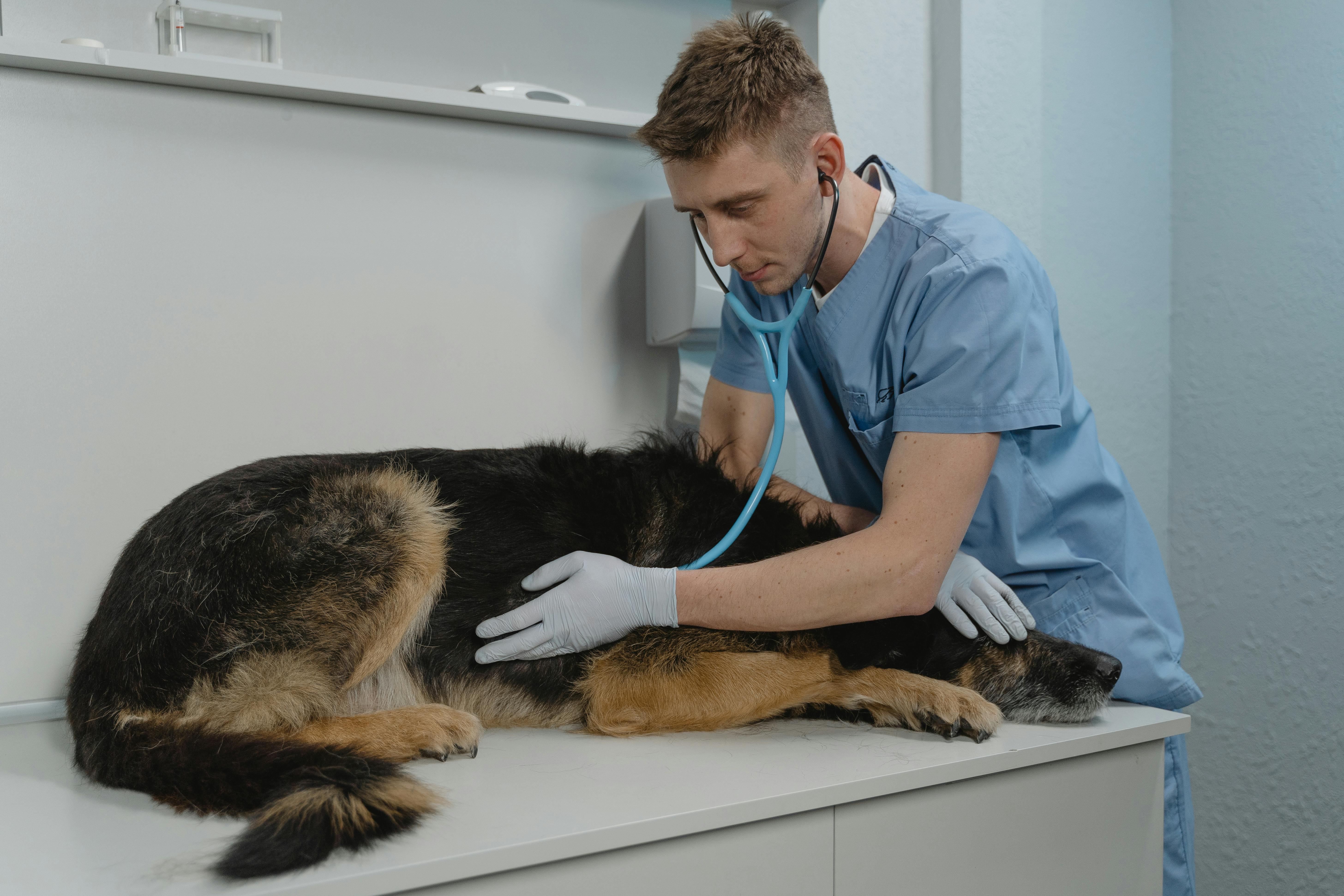 Revision veterinaria tras dificultad respiratoria