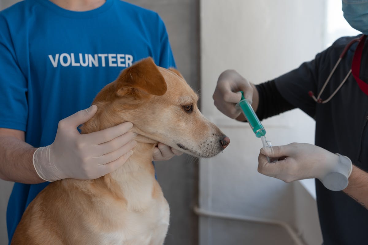 Vacunacion canina