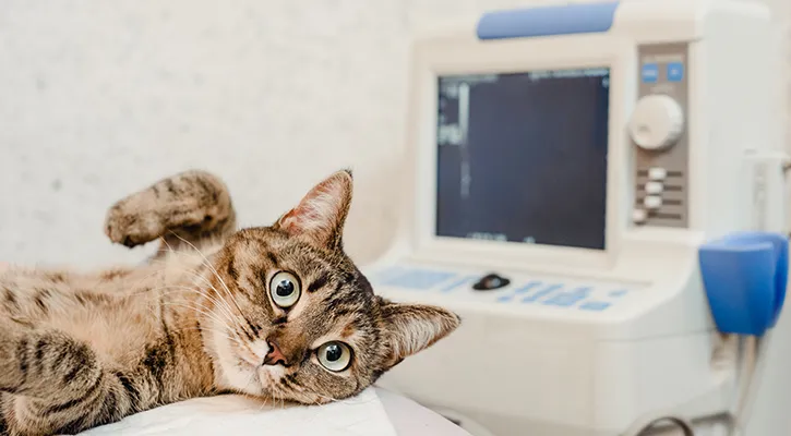 Gato con vomitos en consulta
