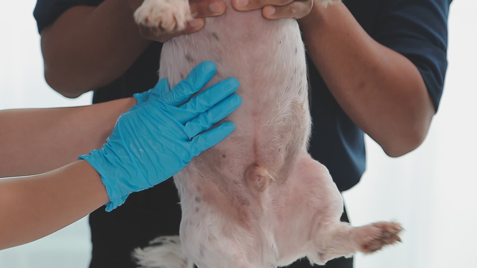 Perro siendo atendido en centro veterinario por hipotermia