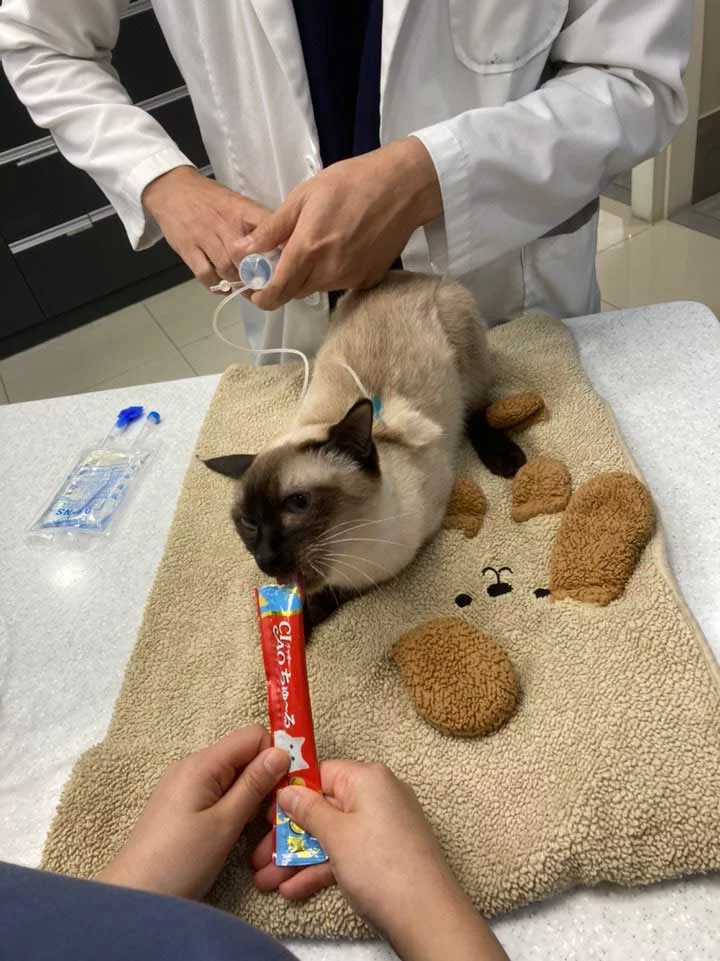 Gato recibiendo cuidados durante la hospitalización