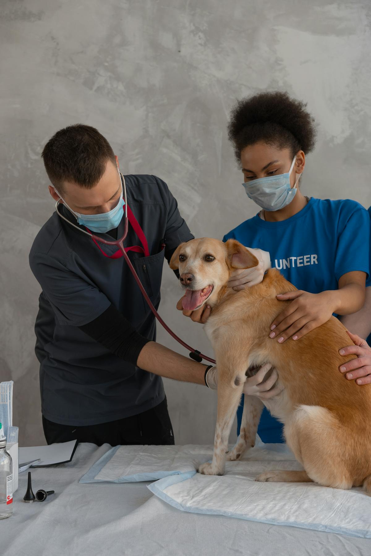 Perro en consulta veterinaria por vomitos
