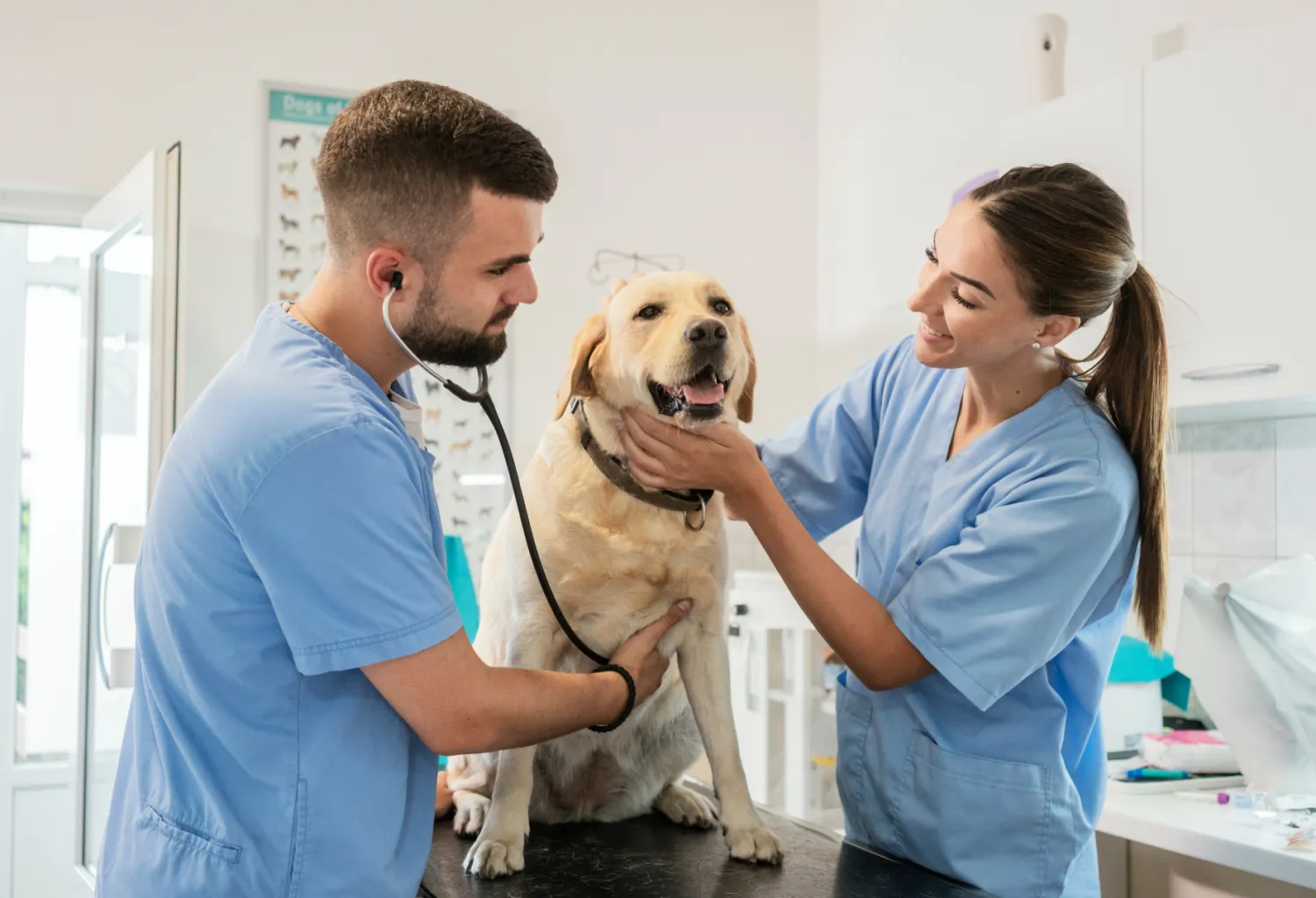 Equipo veterinario en consulta atendiendo a una mascota